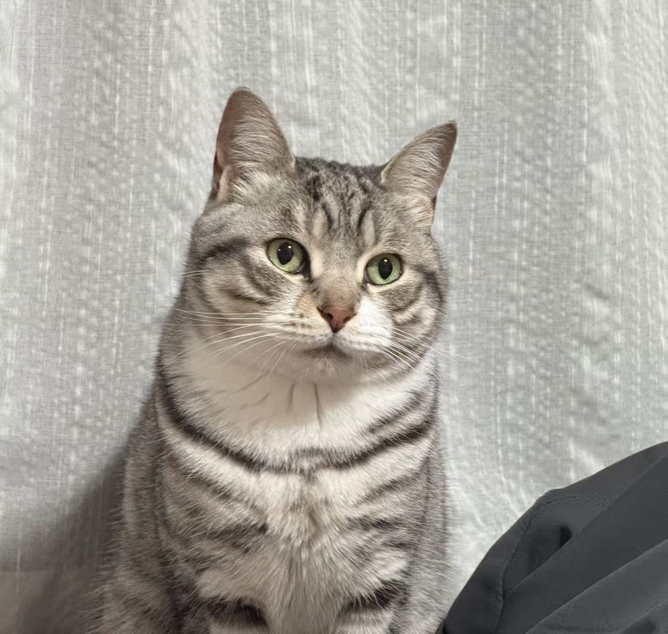 头像：一只猫